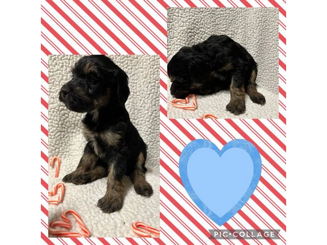 F1B standard not mini bernedoodle puppies for sell - 4/10