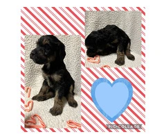 F1B standard not mini bernedoodle puppies for sell - 4