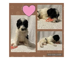 F1B standard not mini bernedoodle puppies for sell - 5