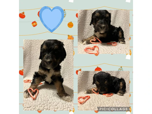 F1B standard not mini bernedoodle puppies for sell - 6/10