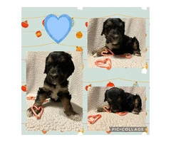 F1B standard not mini bernedoodle puppies for sell - 6