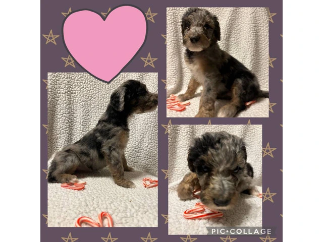 F1B standard not mini bernedoodle puppies for sell - 8/10