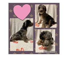 F1B standard not mini bernedoodle puppies for sell - 8