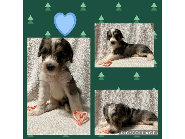 F1B standard not mini bernedoodle puppies for sell - 10/10