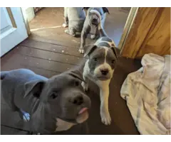 6 blue-nosed pitbull puppies - 1