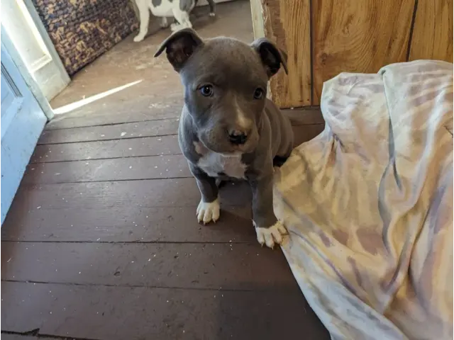 6 blue-nosed pitbull puppies - 4/7