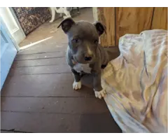 6 blue-nosed pitbull puppies - 4