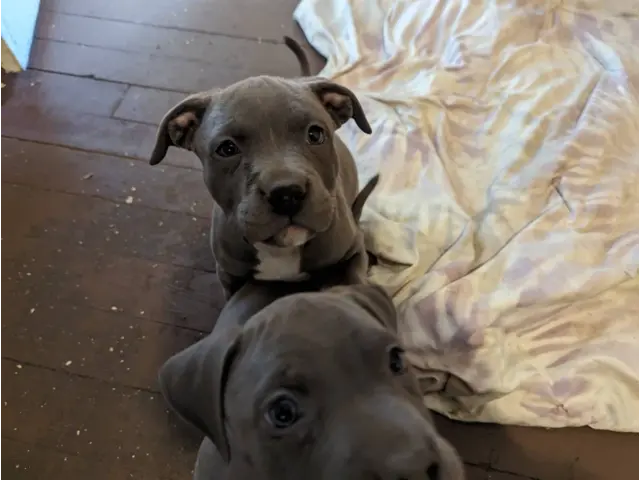 6 blue-nosed pitbull puppies - 5/7