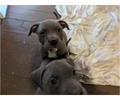 6 blue-nosed pitbull puppies - 5
