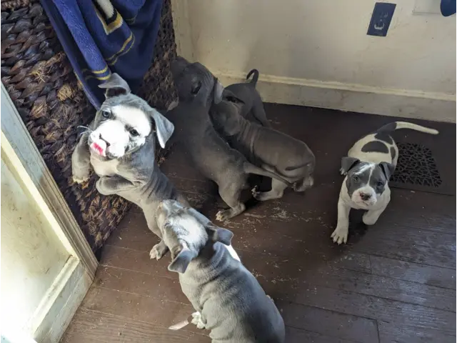6 blue-nosed pitbull puppies - 7/7