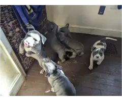 6 blue-nosed pitbull puppies - 7