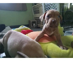 Red nose pitbull puppies looking for homes - 3