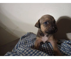 Red nose pitbull puppies looking for homes - 4