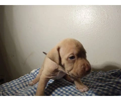Red nose pitbull puppies looking for homes - 5