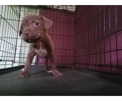 Red nose pitbull puppies looking for homes - 6