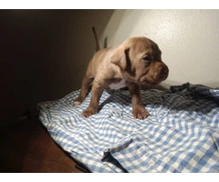 Red nose pitbull puppies looking for homes - 7