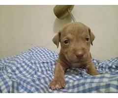 Red nose pitbull puppies looking for homes - 9