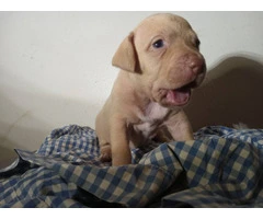 Red nose pitbull puppies looking for homes - 10