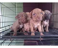 Red nose pitbull puppies looking for homes - 12