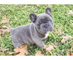 Blue Eyes French Bulldog Puppies for sale