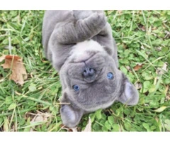 Blue Eyes French Bulldog Puppies for sale - 2