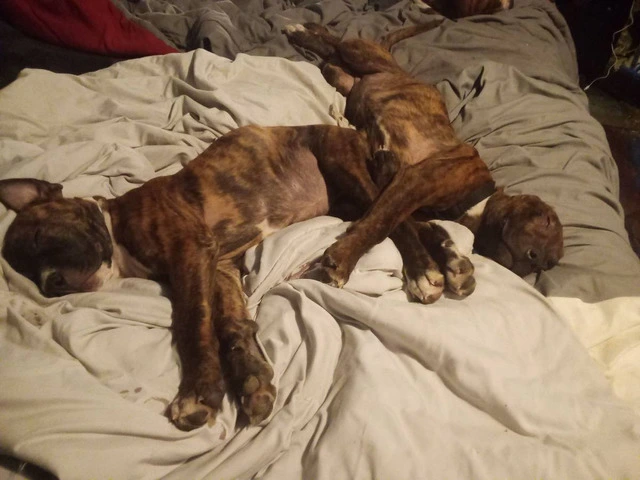 2 Bullboxer pit puppies for adoption - 1/6