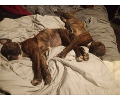 2 Bullboxer pit puppies for adoption