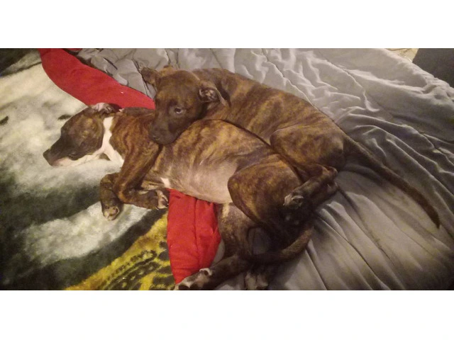 2 Bullboxer pit puppies for adoption - 2/6