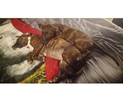 2 Bullboxer pit puppies for adoption - 2