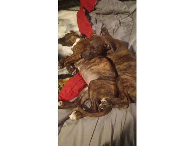 2 Bullboxer pit puppies for adoption - 3/6