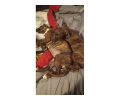 2 Bullboxer pit puppies for adoption - 3