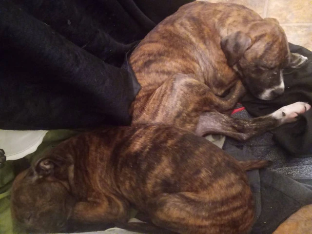 2 Bullboxer pit puppies for adoption - 5/6