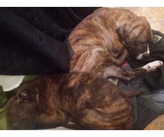 2 Bullboxer pit puppies for adoption - 5
