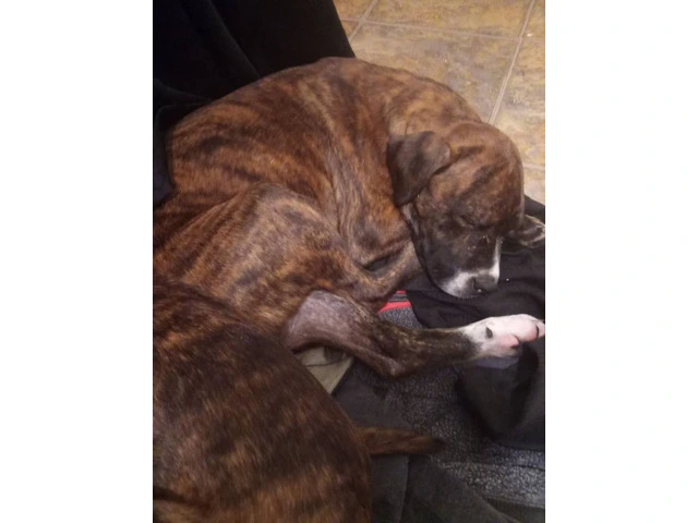 2 Bullboxer pit puppies for adoption - 6/6