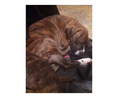 2 Bullboxer pit puppies for adoption - 6