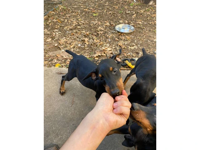 4 lovely girl Doberman puppies - 3/10