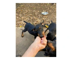 4 lovely girl Doberman puppies - 3