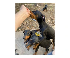 4 lovely girl Doberman puppies - 9