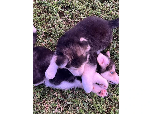 6 playful Huskies looking for homes - 1/12