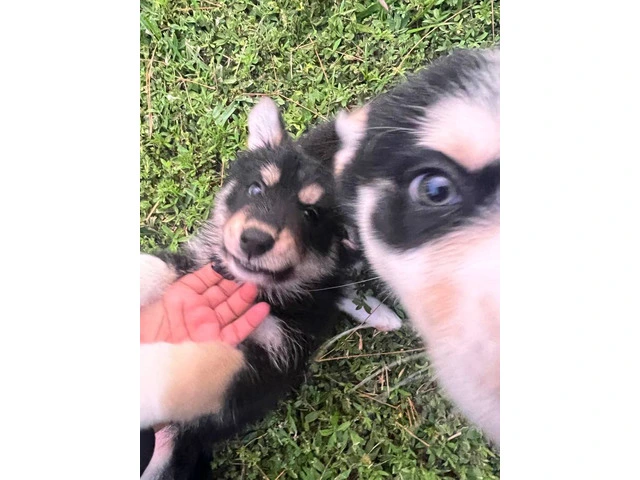 6 playful Huskies looking for homes - 3/12