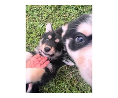 6 playful Huskies looking for homes - 3