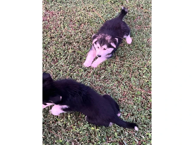 6 playful Huskies looking for homes - 4/12