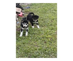 6 playful Huskies looking for homes - 5