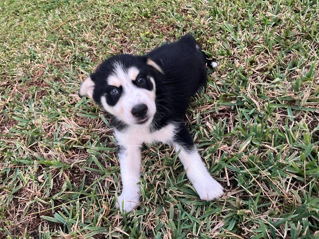 6 playful Huskies looking for homes - 6/12