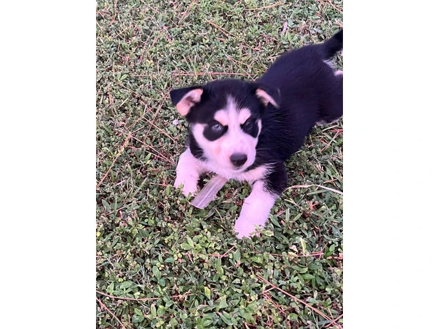 6 playful Huskies looking for homes - 7/12