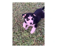 6 playful Huskies looking for homes - 7