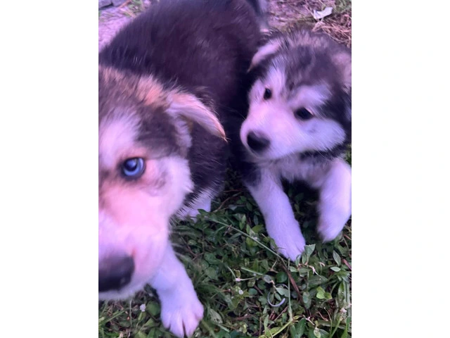6 playful Huskies looking for homes - 8/12