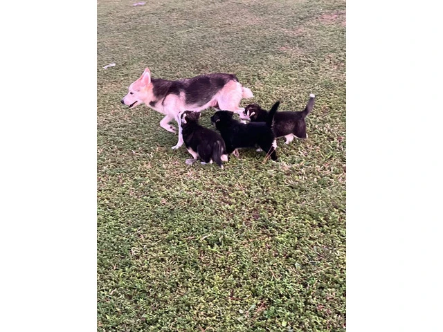 6 playful Huskies looking for homes - 11/12