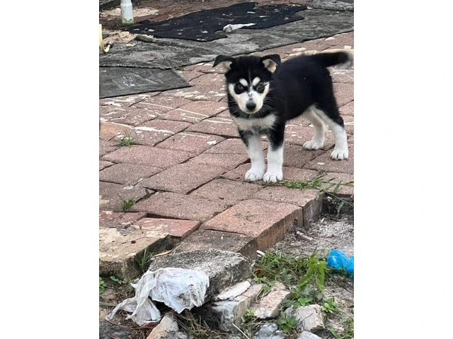 6 playful Huskies looking for homes - 12/12