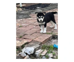 6 playful Huskies looking for homes - 12